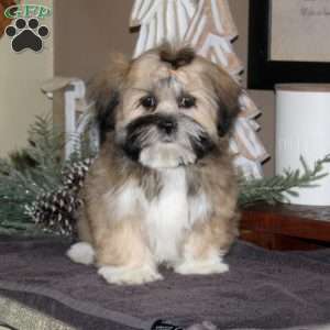 Josie, Lhasa Apso Puppy